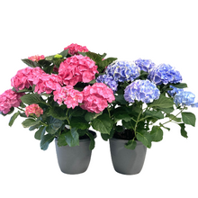 Load image into Gallery viewer, Planter, 10in, Hydrangea, Assorted