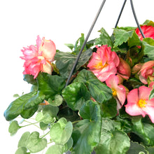 Load image into Gallery viewer, Hanging Basket, 10in, Summer Combo, Assorted