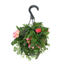 Load image into Gallery viewer, Hanging Basket, 10in, Summer Combo, Assorted