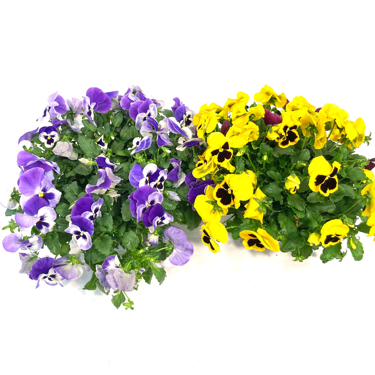 Planter, 10in, Pansy Bowl, Assorted – Floral Acres Greenhouse & Garden