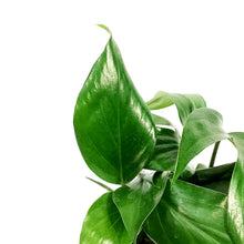 Load image into Gallery viewer, Dragon's Tail, 6in, Rhaphidophora Decursiva