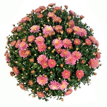 Load image into Gallery viewer, Fall Mum, 10in, Assorted Colours