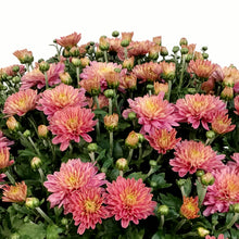 Load image into Gallery viewer, Fall Mum, 10in, Assorted Colours