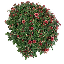 Load image into Gallery viewer, Fall Mum, 10in, Assorted Colours