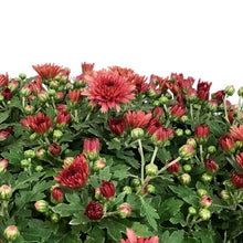Load image into Gallery viewer, Fall Mum, 10in, Assorted Colours
