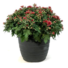 Load image into Gallery viewer, Fall Mum, 10in, Assorted Colours
