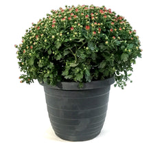 Load image into Gallery viewer, Fall Mum, 10in, Assorted Colours