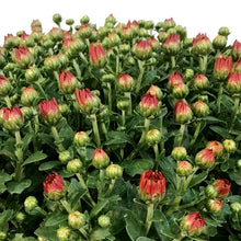 Load image into Gallery viewer, Fall Mum, 10in, Assorted Colours
