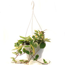 Load image into Gallery viewer, Hoya, 7in HB, Carnosa Krimson Queen