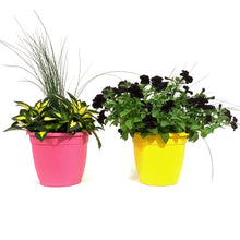 Load image into Gallery viewer, Planter, 10in, Colour Pot, Assorted