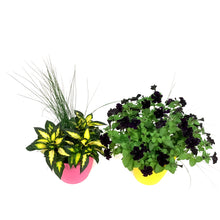 Load image into Gallery viewer, Planter, 10in, Colour Pot, Assorted