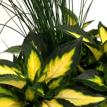 Load image into Gallery viewer, Planter, 10in, Colour Pot, Assorted