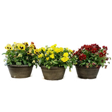 Load image into Gallery viewer, Planter, 10in, Fall, Pansy Bowl, Assorted