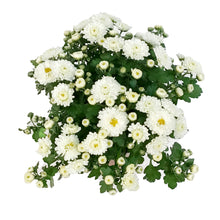 Load image into Gallery viewer, Fall Mum, 4in, Assorted Colours