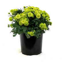 Load image into Gallery viewer, Fall Mum, 1 gal, Assorted Colours