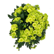 Load image into Gallery viewer, Fall Mum, 1 gal, Assorted Colours