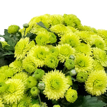 Load image into Gallery viewer, Fall Mum, 1 gal, Assorted Colours