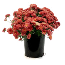 Load image into Gallery viewer, Fall Mum, 1 gal, Assorted Colours