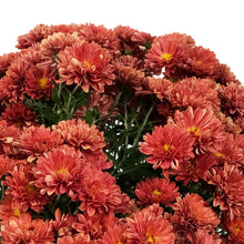 Load image into Gallery viewer, Fall Mum, 1 gal, Assorted Colours