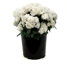 Load image into Gallery viewer, Fall Mum, 1 gal, Assorted Colours