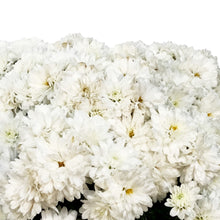 Load image into Gallery viewer, Fall Mum, 1 gal, Assorted Colours