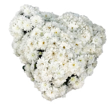 Load image into Gallery viewer, Fall Mum, 1 gal, Assorted Colours