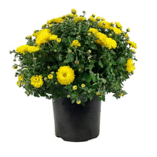Load image into Gallery viewer, Fall Mum, 1 gal, Assorted Colours