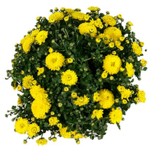 Load image into Gallery viewer, Fall Mum, 1 gal, Assorted Colours
