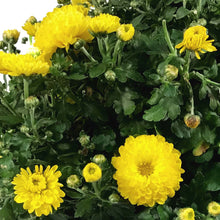 Load image into Gallery viewer, Fall Mum, 1 gal, Assorted Colours