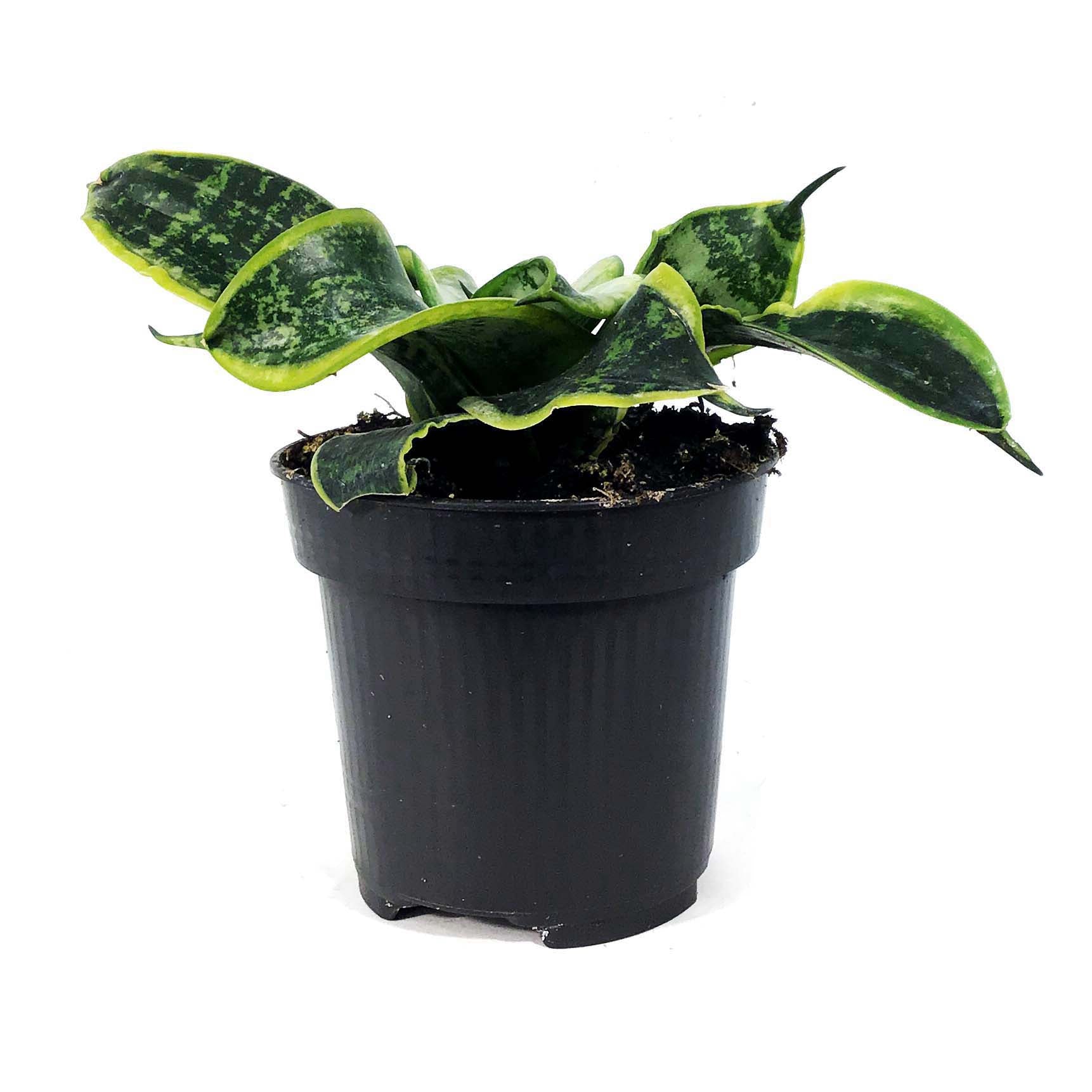 Sansevieria, 4in, Tornado – Floral Acres Greenhouse & Garden Centre