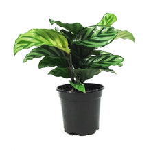 Load image into Gallery viewer, Calathea, 4in, Concinna Freddie