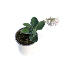 Load image into Gallery viewer, Hosta, 1 gal, Big Daddy
