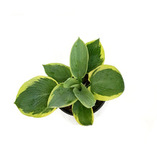 Load image into Gallery viewer, Hosta, 1 gal, Frances Williams