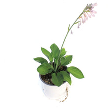 Load image into Gallery viewer, Hosta, 1 gal, Gold Standard
