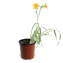 Load image into Gallery viewer, Hemerocallis, 1 gal, Golden Zebra
