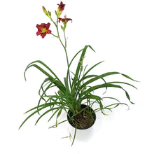 Load image into Gallery viewer, Hemerocallis, 1 gal, Pardon Me