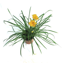 Load image into Gallery viewer, Hemerocallis, 1 gal, Stella D'Oro