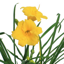 Load image into Gallery viewer, Hemerocallis, 1 gal, Stella D'Oro