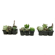 Load image into Gallery viewer, Succulent, 6pk, Jumbo, Assorted