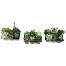 Load image into Gallery viewer, Succulent, 6pk, Jumbo, Assorted