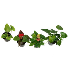 Load image into Gallery viewer, Anthurium, 4in