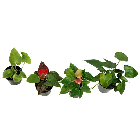 Anthurium, 4in