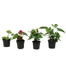 Load image into Gallery viewer, Anthurium, 4in