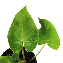 Load image into Gallery viewer, Anthurium, 4in
