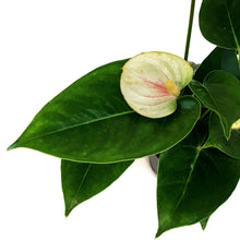 Load image into Gallery viewer, Anthurium, 4in
