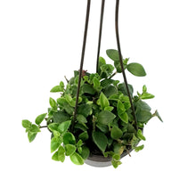 Load image into Gallery viewer, Lipstick Plant, 6in HB
