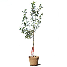 Load image into Gallery viewer, Apple, 7 gal, Battleford