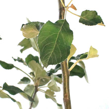 Load image into Gallery viewer, Apple, 7 gal, Battleford