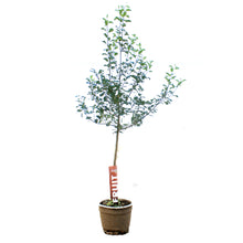 Load image into Gallery viewer, Apple, 7 gal, Gloria