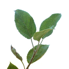 Load image into Gallery viewer, Apple, 5 gal, Honeycrisp